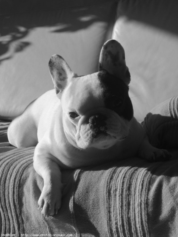 Photo de Bouledogue franais