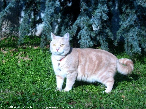 Photo de Chat domestique