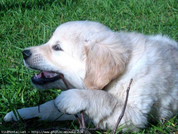 Photo de Golden retriever