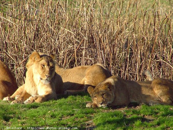 Photo de Lion