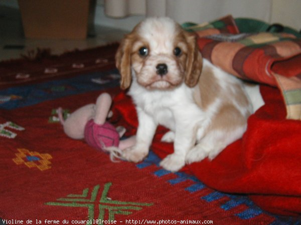 Photo de Cavalier king charles spaniel