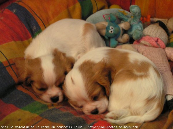 Photo de Cavalier king charles spaniel