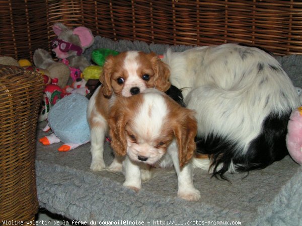 Photo de Cavalier king charles spaniel