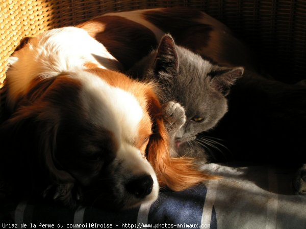 Photo de Cavalier king charles spaniel