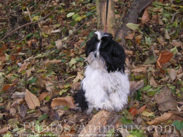 Photo de Shih tzu