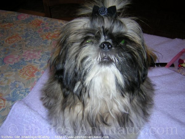 Photo de Shih tzu