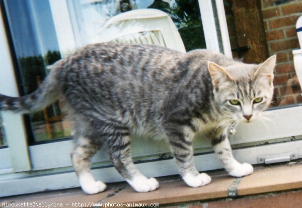 Photo de Chat domestique