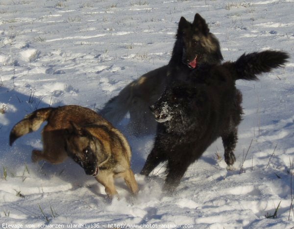 Photo de Berger belge malinois