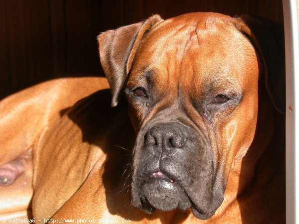 Photo de Boxer