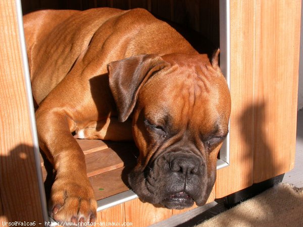 Photo de Boxer