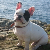 Photo de Bouledogue franais