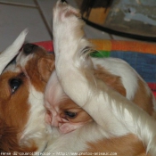 Photo de Cavalier king charles spaniel