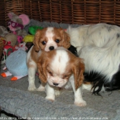 Photo de Cavalier king charles spaniel