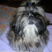 Photo de Shih tzu