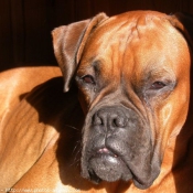 Photo de Boxer