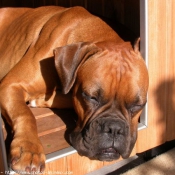 Photo de Boxer