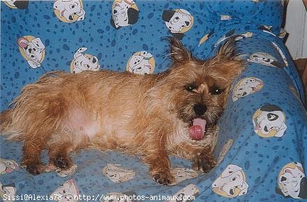 Photo de Cairn terrier