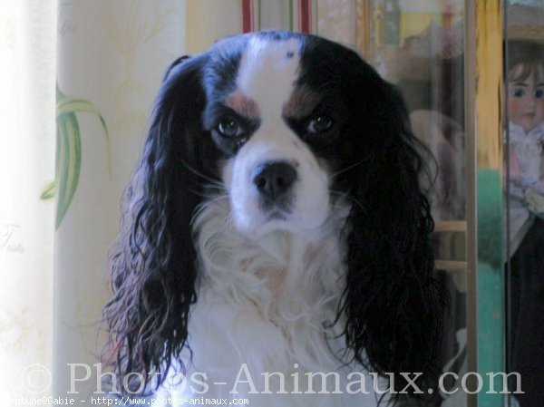 Photo de Cavalier king charles spaniel