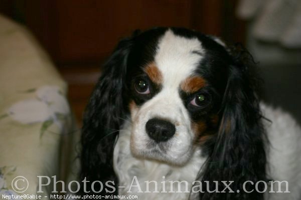 Photo de Cavalier king charles spaniel