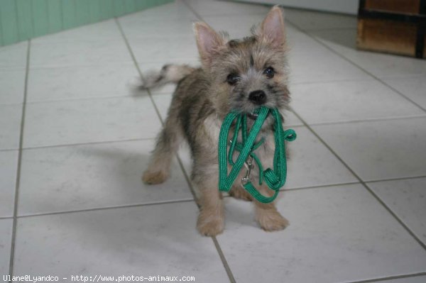 Photo de Cairn terrier