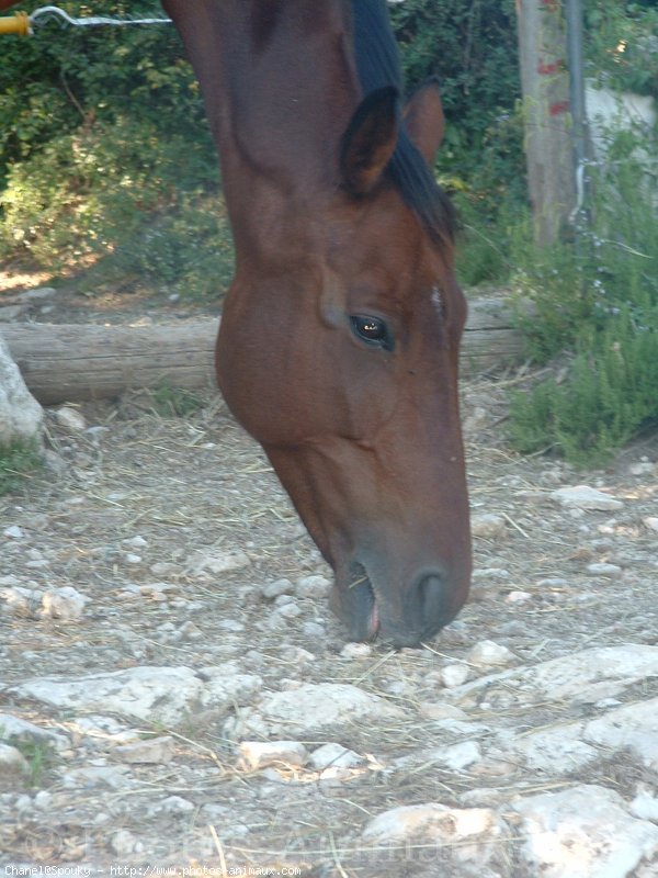 Photo de Croisement