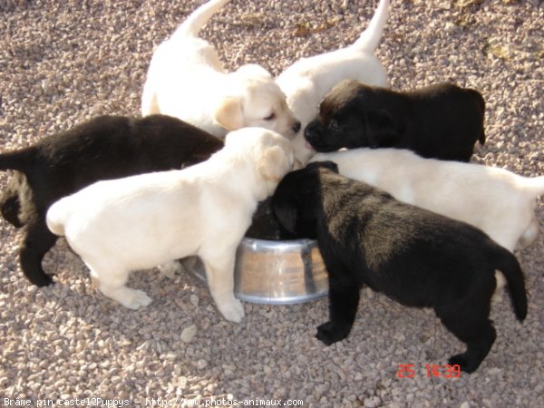 Photo de Labrador retriever