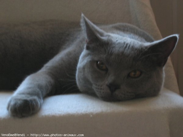 Photo de British shorthair