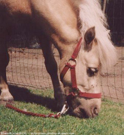 Photo de Poney franais de selle