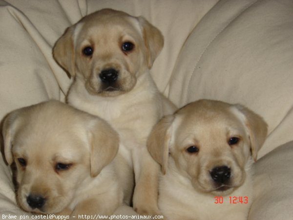 Photo de Labrador retriever