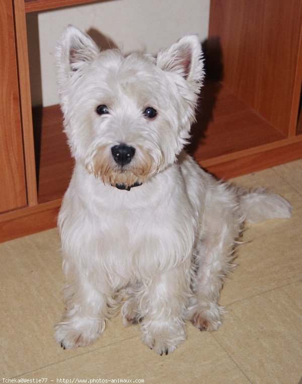 Photo de West highland white terrier