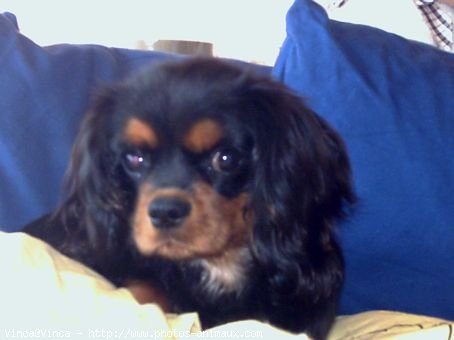 Photo de Cavalier king charles spaniel