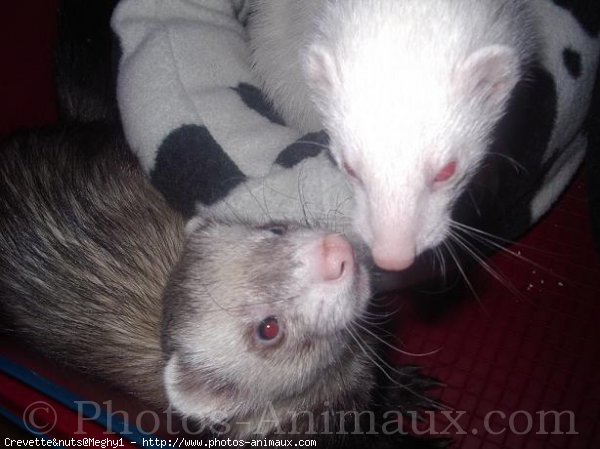 Photo de Furet