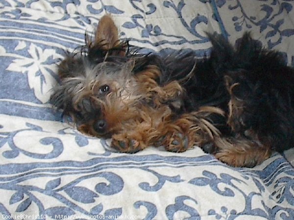 Photo de Yorkshire terrier