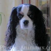 Photo de Cavalier king charles spaniel