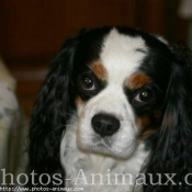 Photo de Cavalier king charles spaniel