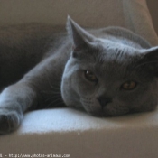 Photo de British shorthair