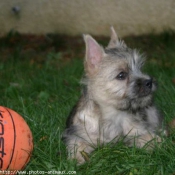 Photo de Cairn terrier