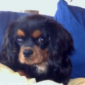 Photo de Cavalier king charles spaniel