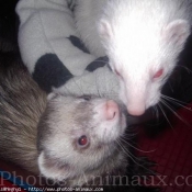 Photo de Furet