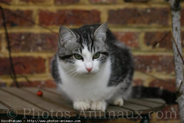 Photo de Chat domestique