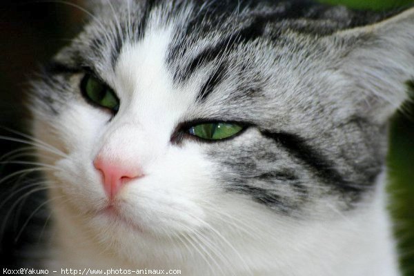 Photo de Chat domestique