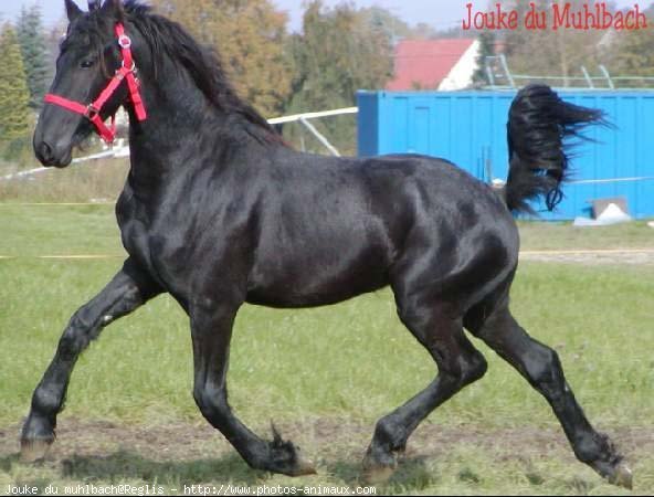 Photo de Frison