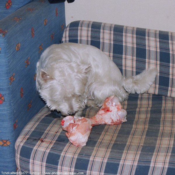 Photo de West highland white terrier