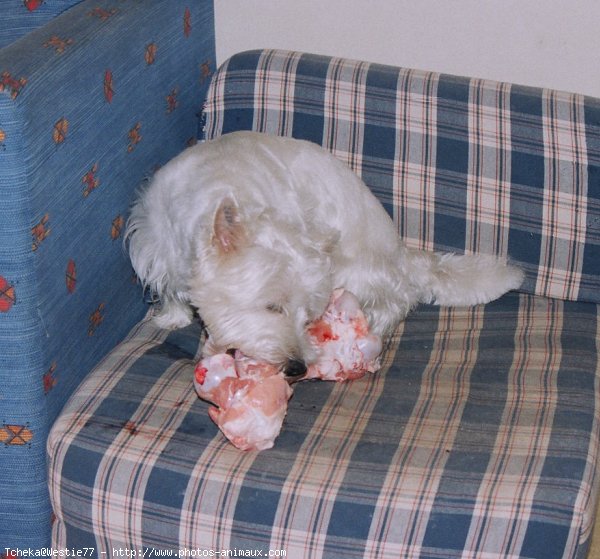 Photo de West highland white terrier