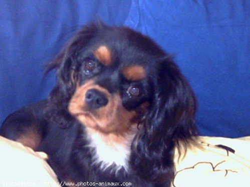 Photo de Cavalier king charles spaniel