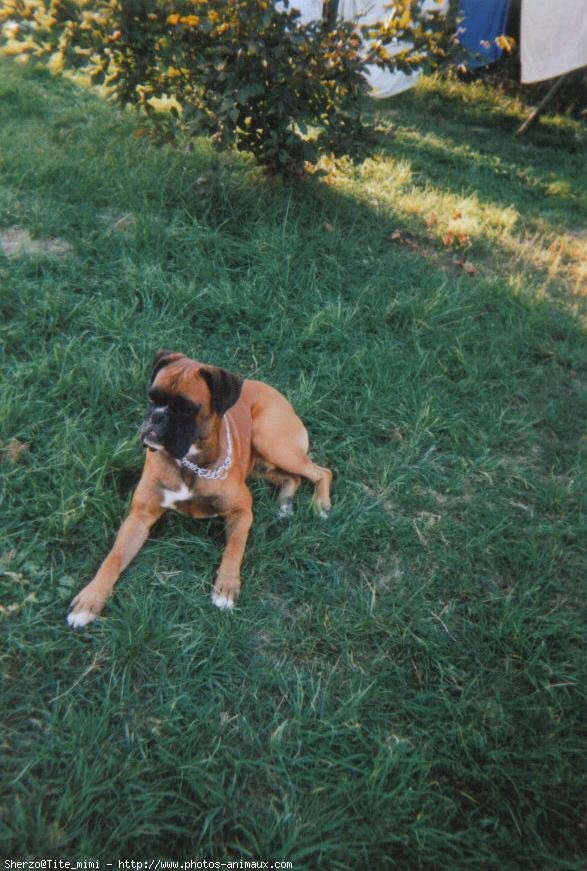 Photo de Boxer