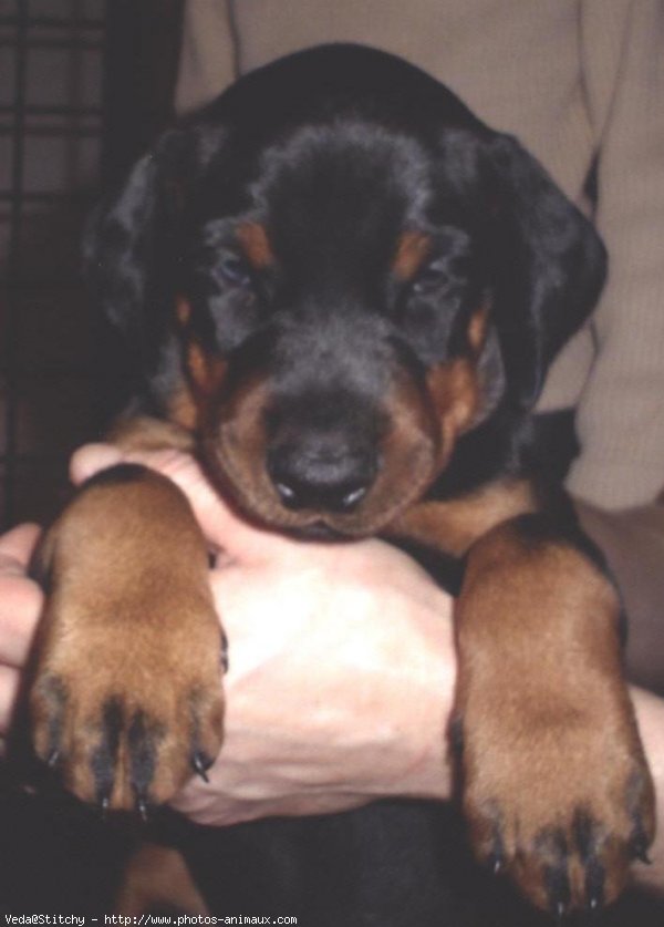 Photo de Dobermann