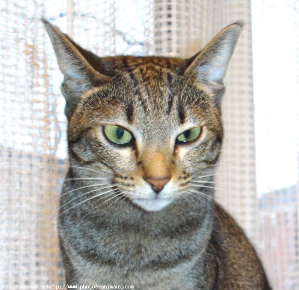 Photo d'Ocicat