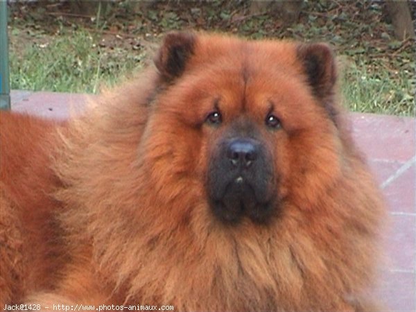 Photo de Chow chow