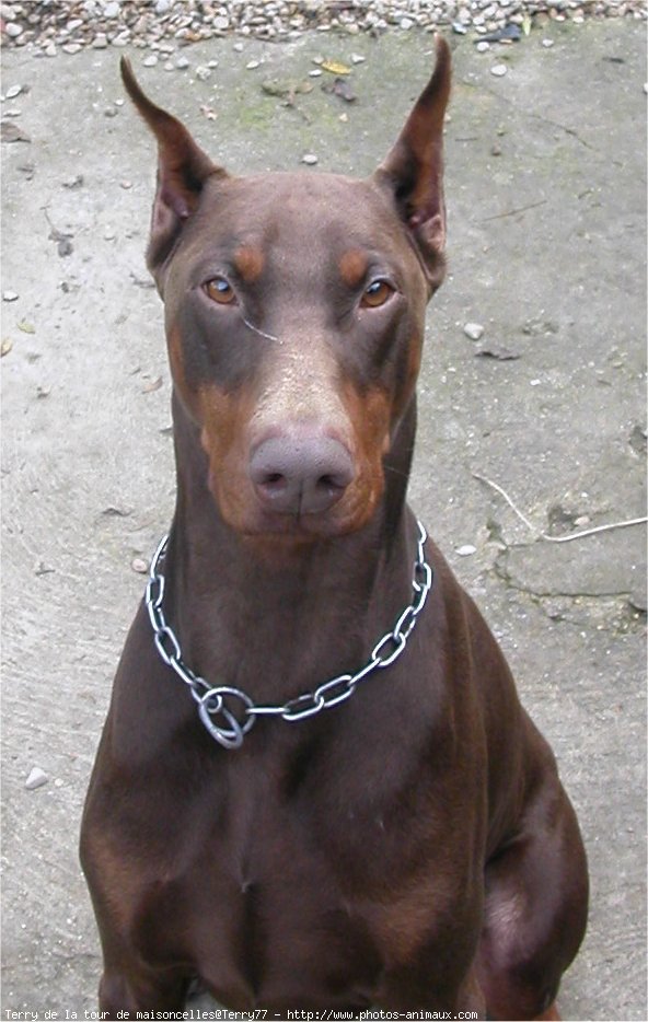 Photo de Dobermann